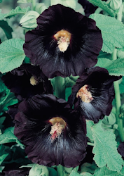 Stockros - Jet Black
