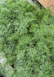 Dill - Ella EKO