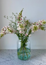 Lejongap - Maryland Appleblossom