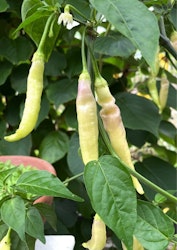 Chili - Blondie