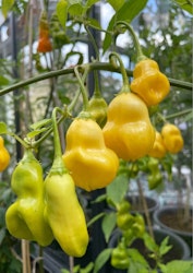 Chili - Aji Fantasy