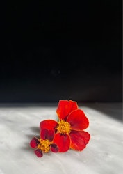 Tagetes - High Dune EKO