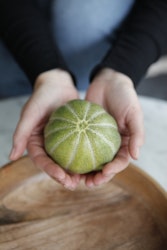 Melon - Petit Gris de Rennes EKO