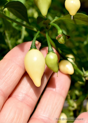 Chili - Chupetinho White