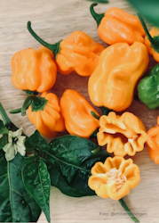 Chili - Numex Suave Orange