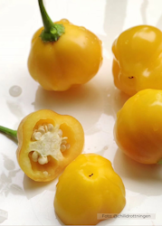 Chili - Aji Tangerine