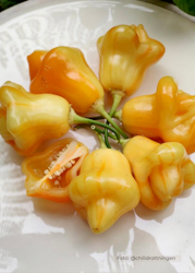 Chili - Aji Fantasy Stripey