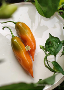 Chili - Aji Amarillo