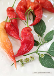 Chili - Aji Strawberry