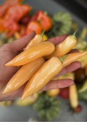 Chili - Sugar Rush Peach