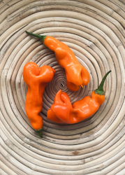 Chili - Erotica