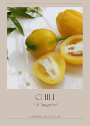 Chili - Aji Tangerine