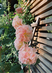 Stockros - Spring Celebrity Apricot