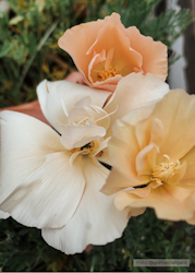 Sömntuta - Thai Silk Pink Champagne