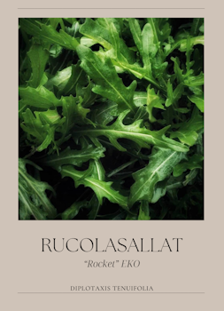 Rucolasallat - Rocket EKO