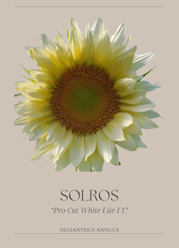 Solros -  F1 "Pro Cut White Lite"