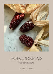 Popcornmajs - Red Strawberry