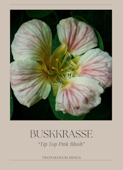 Buskkrasse - Tip Top Pink Blush