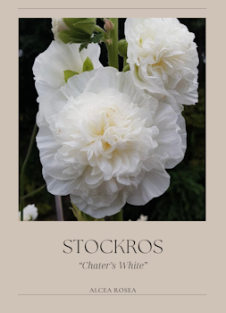 Stockros - Chater’s White