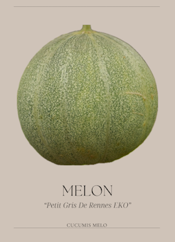 Melon - Petit Gris de Rennes EKO