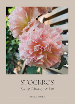 Stockros - Spring Celebrity Apricot