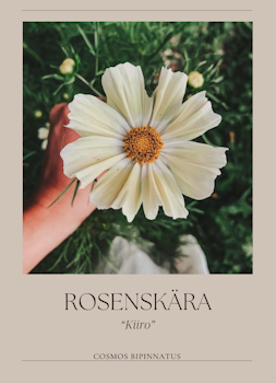 Rosenskära - Kiiro