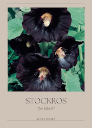 Stockros - Jet Black