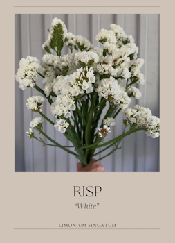 Risp - White