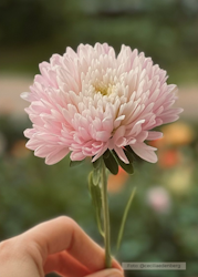 Aster - King Size Appleblossom