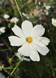 Rosenskära - Versailles White