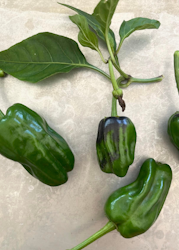 Chili - Padron