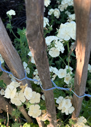 Phlox - Isabellina