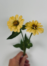 Zinnia - Isabellina