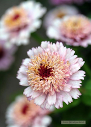 Zinnia - Zinderella Lilac