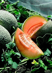 Melon - Best Jumbo EKO