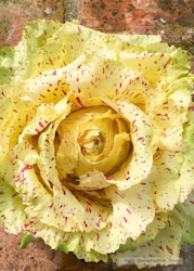 Rosensallat Radicchio - Variegato di Castelfranco EKO