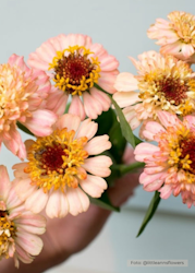 Zinnia - Zinderella Peach