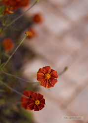 Linnétagetes - Burning Embers
