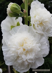 Stockros - Chater’s White