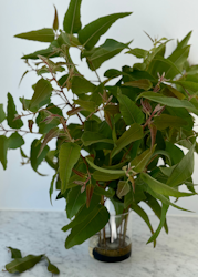 Eukalyptus - Lemon Bush