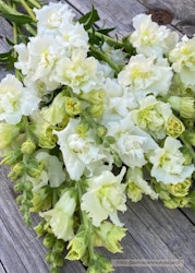Lejongap - Madame Butterfly Ivory