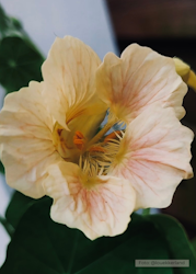 Buskkrasse - Tip Top Pink Blush