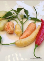 Chili - Aji Omnicolar x Aji White fantasy