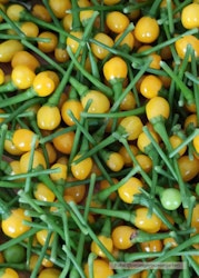 Chili - Aji Charapita