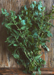 Citronmeliss - EKO