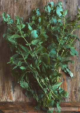 Citronmeliss - EKO