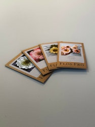 Fröpaket Zinnia Summer - fyra sorter