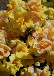 Lejongap - Twinny Yellow Shades