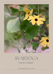 Svartöga - Aurea Oculata