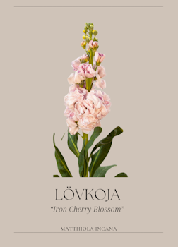 Lövkoja - Iron Cherry Blossom